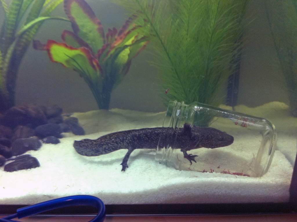 My rescue axolotl "Mr. Axy" in his feeding jar