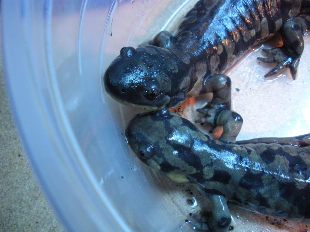 My rescued tiger sals. The one on the bottom is blind, while the one on the top is not.