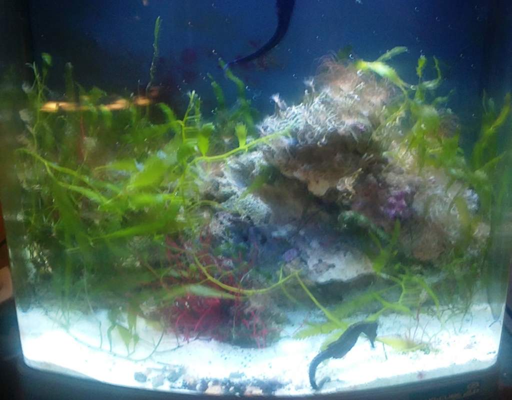 My Seahorse tank