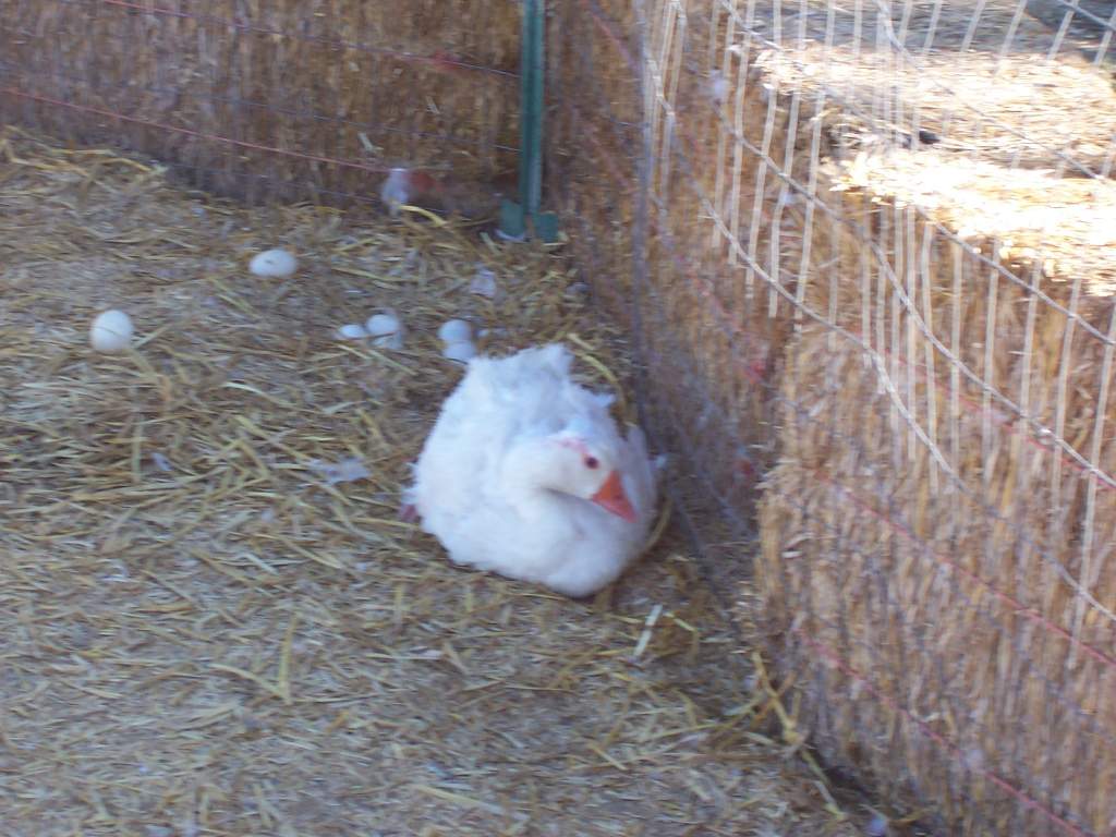 My sebastapol goose sitting on a clutch of duck eggs because ::: shhh!!! ::: I sold all hers as food....