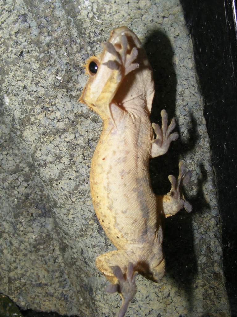 My second (tail-less) crested gecko adoption.