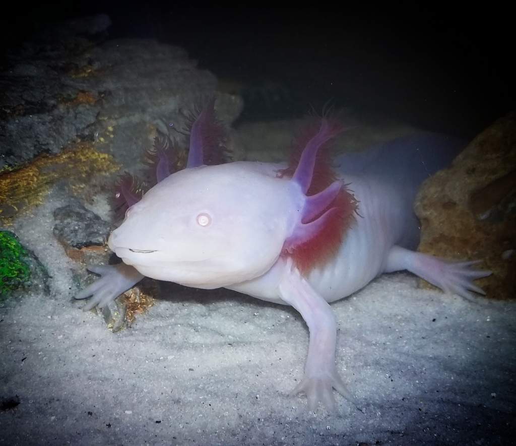 My six month old white albino axolotl Storm saying hello :)