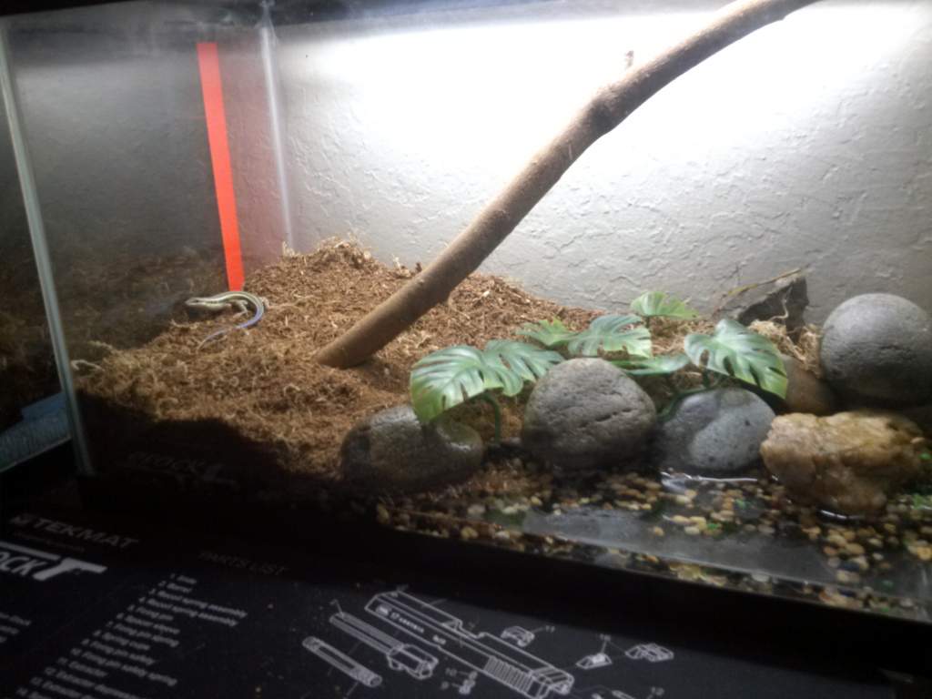 My skink's tank