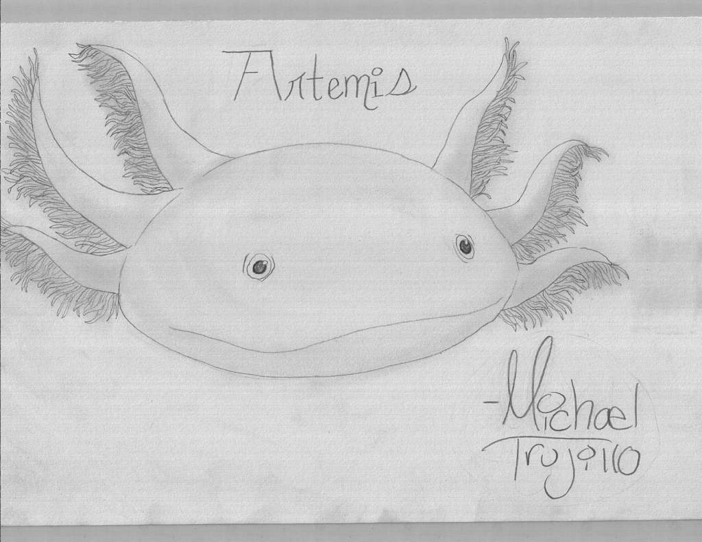 My (soon to be) Axolotl: Artemis