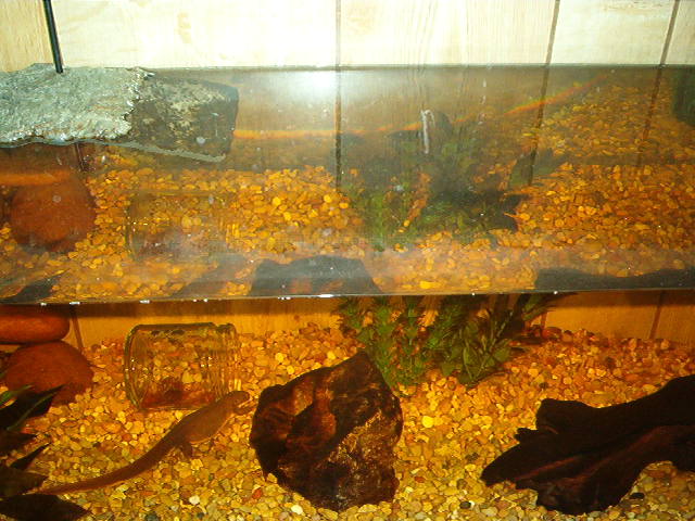 My tank now, but subtract the gravel.