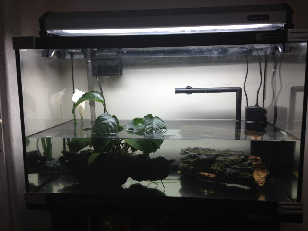 My Tank Setup