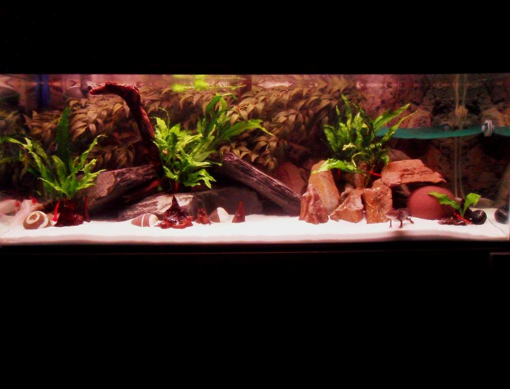 My tank