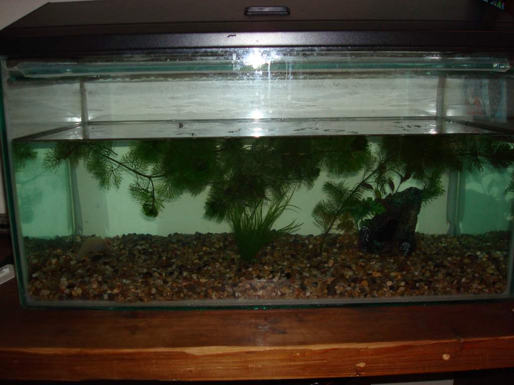 My Tank