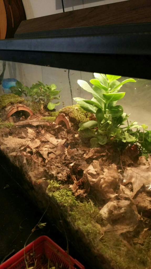 My terrestrial setup is almost ready for when they morph.