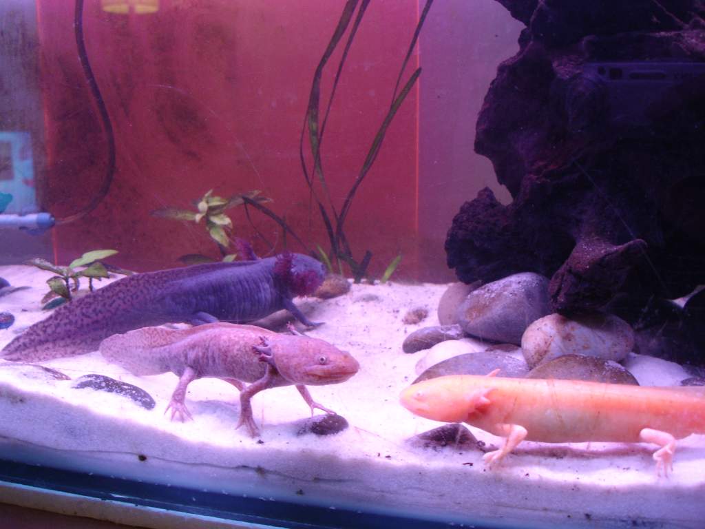 My three axies, im not sure if the black one is a girl or a boy.