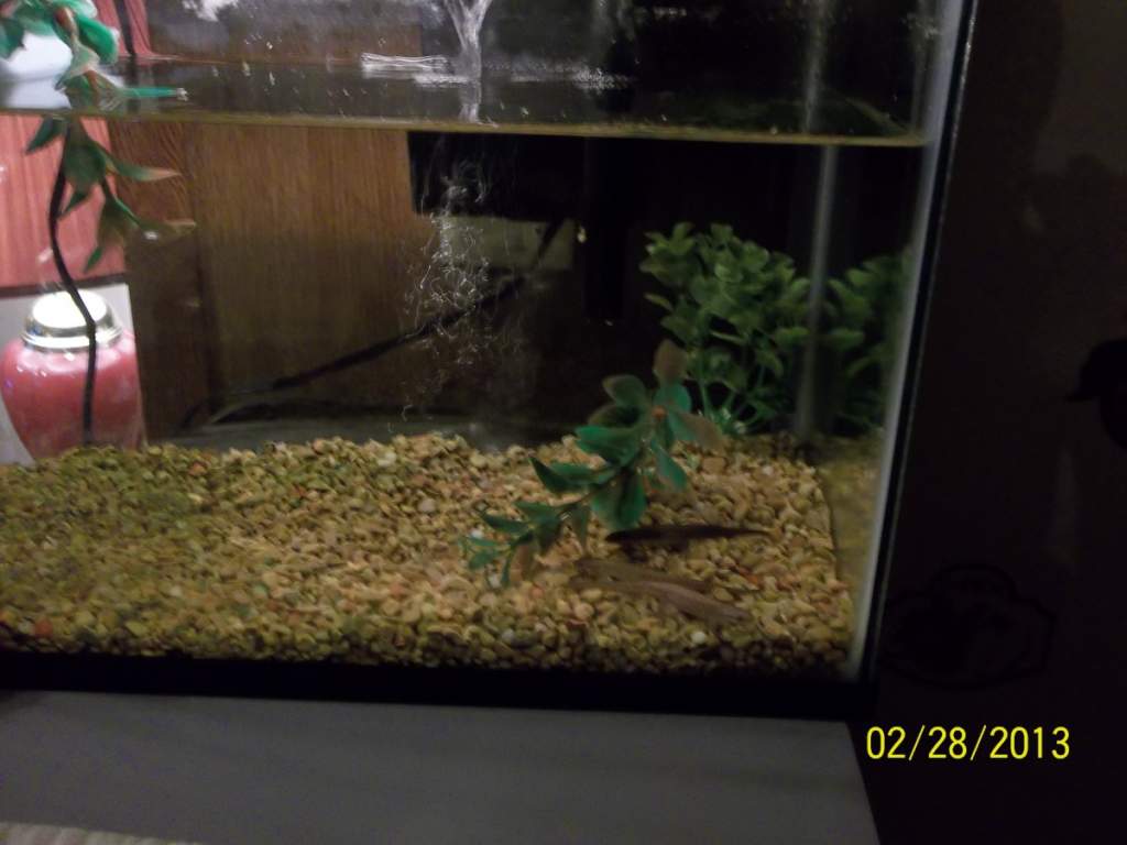 My three Eastern Newts checking out there new tank.