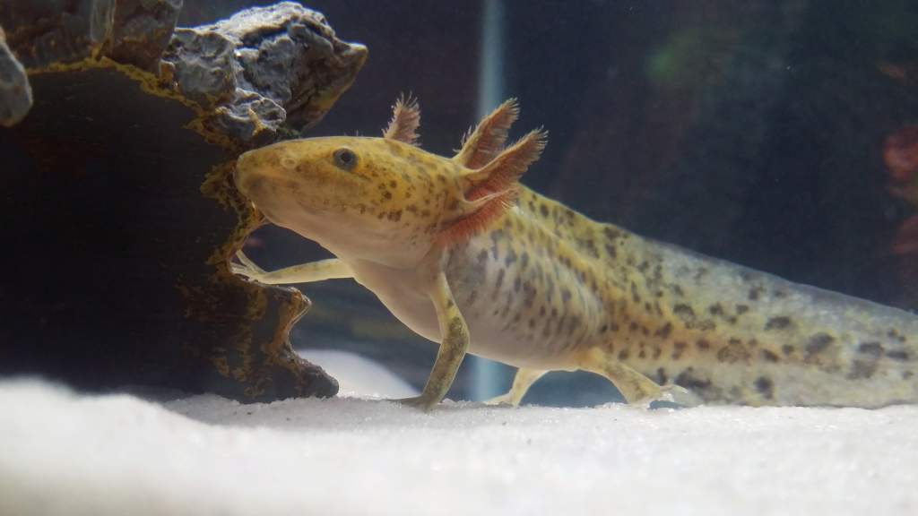 My three month old axolotl Charles