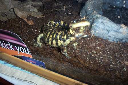 My Tiger Salamander "Clay".