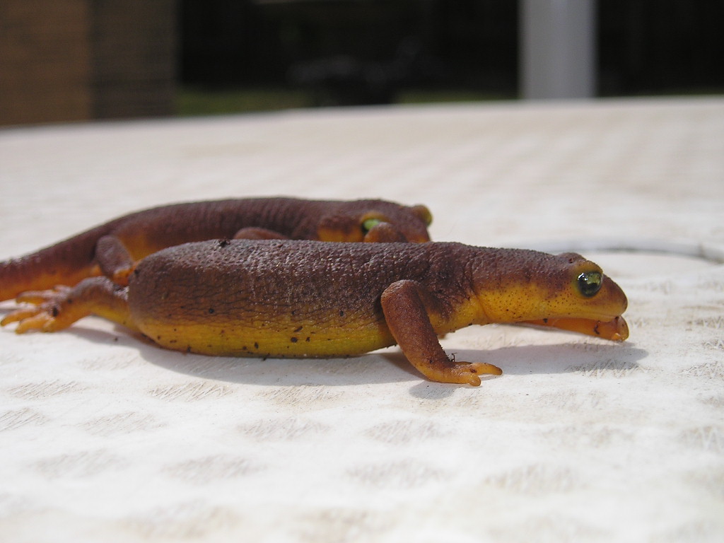 My two California Newts, having a race!