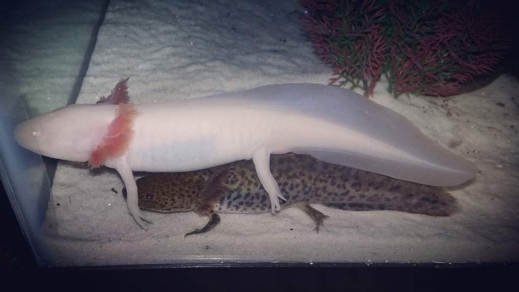 My white albino axolotl Storm laying on top of my 4 month old wild type axolotl Charles :)