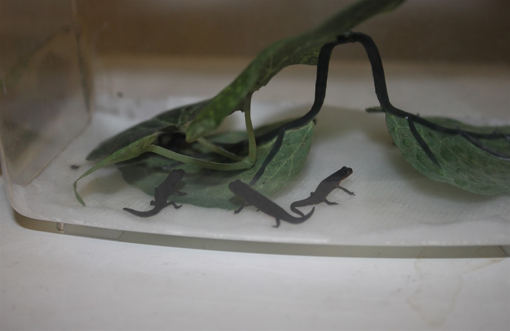 my younger fire belly newt larvae in a paper towel setup with some fake plants as cover