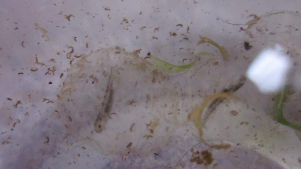 Mystery larvae