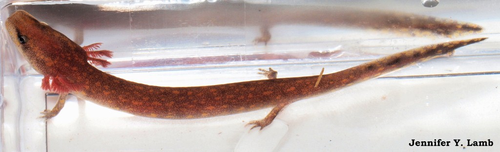 N.beyeri larva