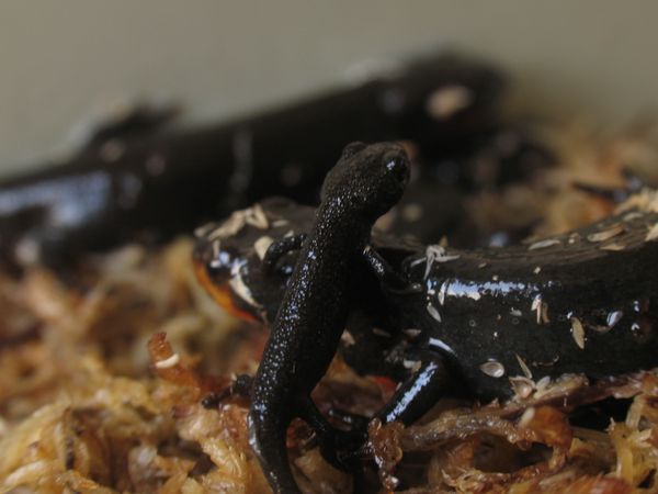 N-newt with it's mother, Sibylla