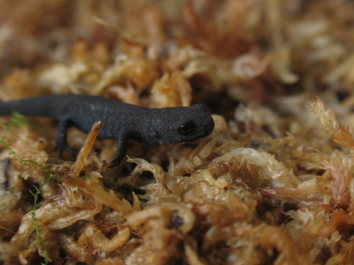 N-newt