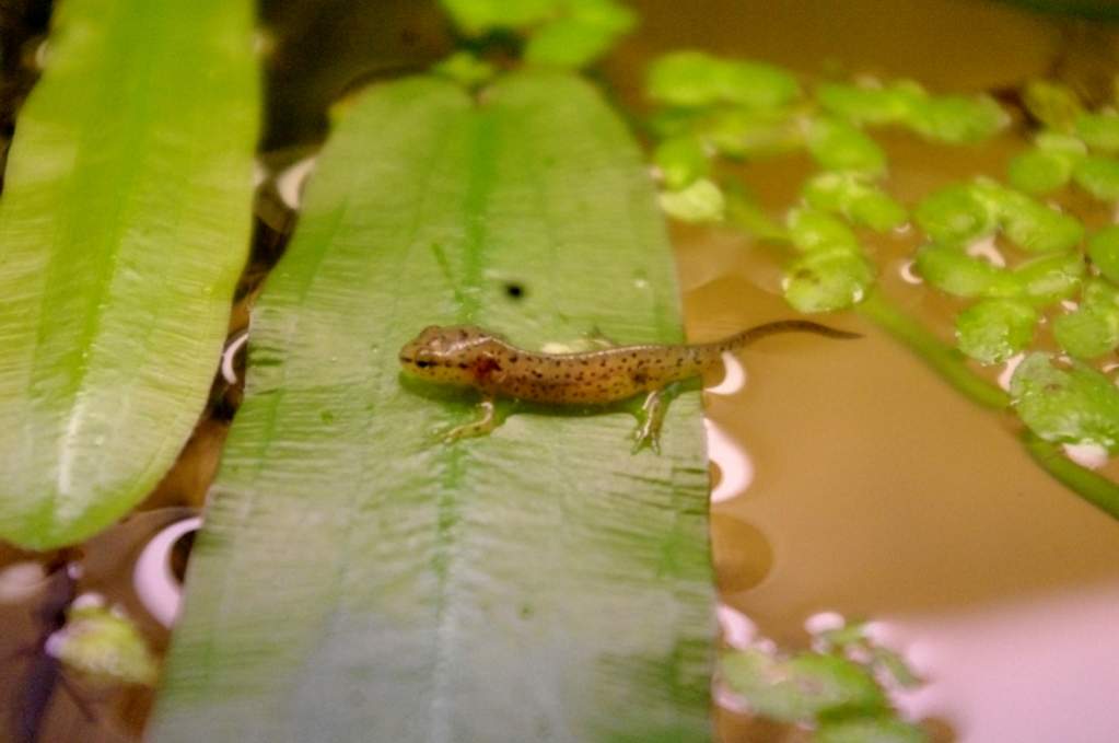 N. v. viridescens morph