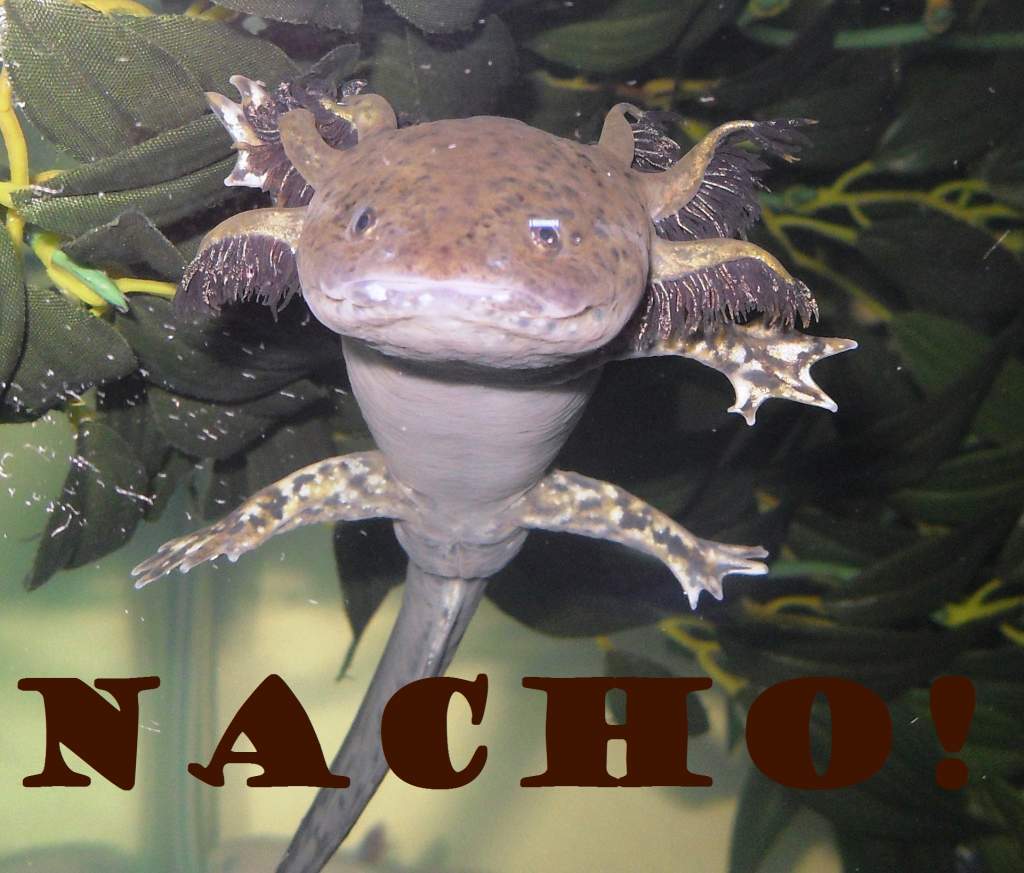 Nacho!