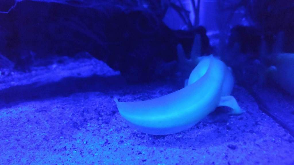 Nammu at 10.5 mths, glowing under blacklight