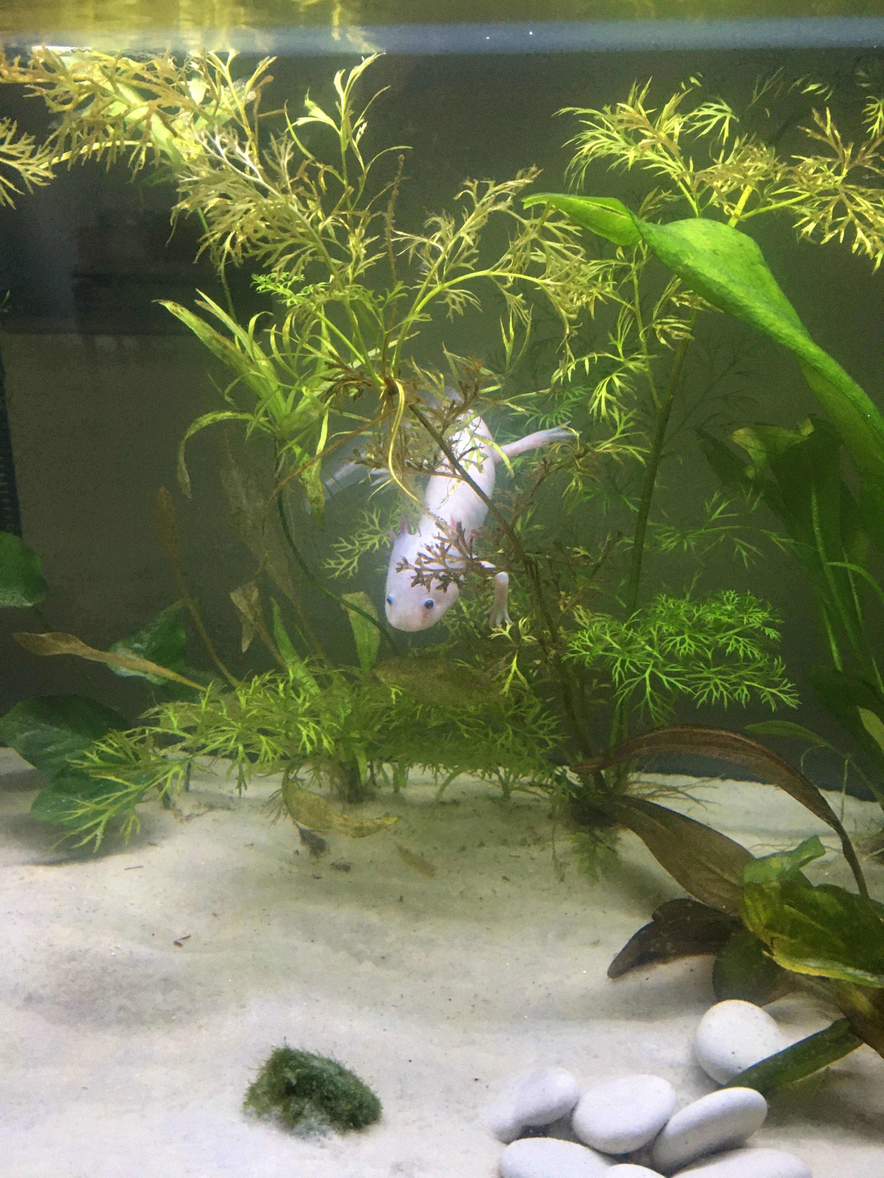 neco in his favorite plant