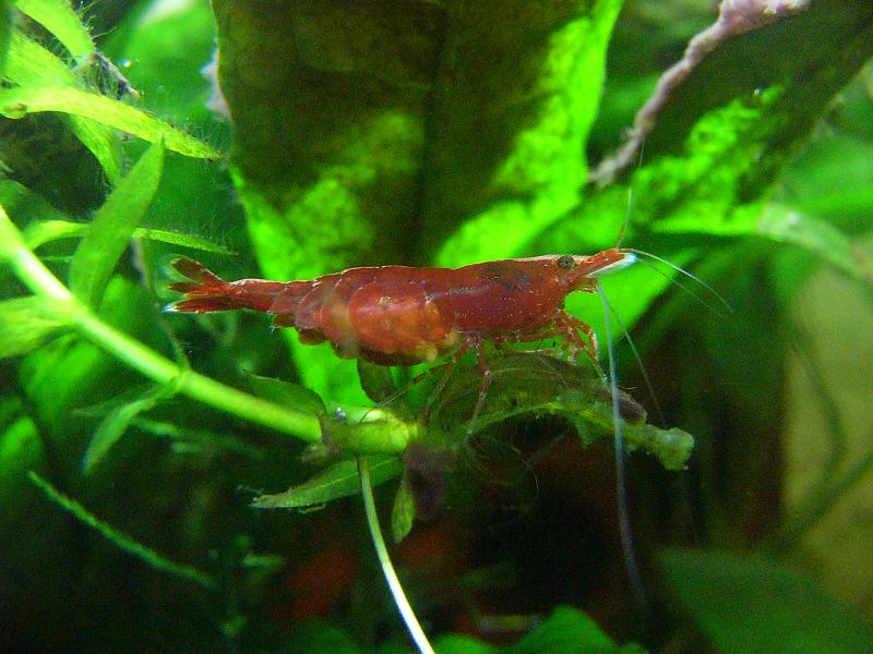 Neocaridina heteropoda, berried female.