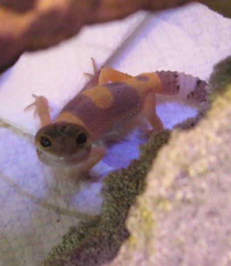 Neptune. Not a salamander or newt, but still a cutie.