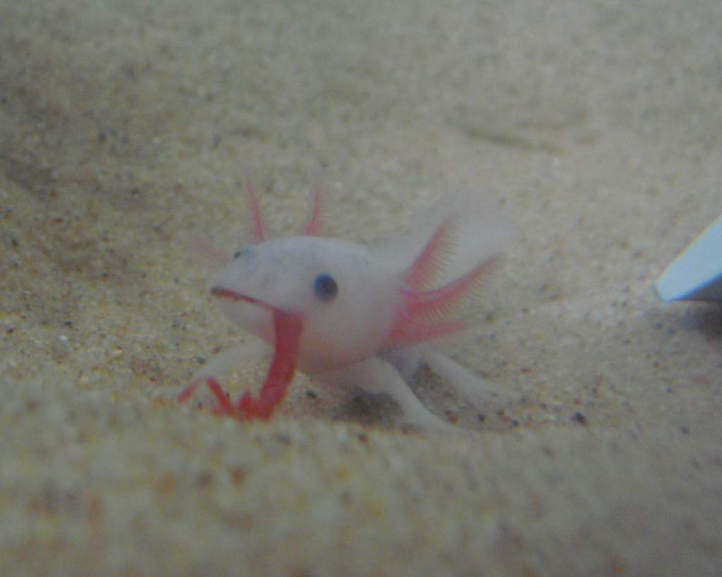 Nettle Nomming bloodworms