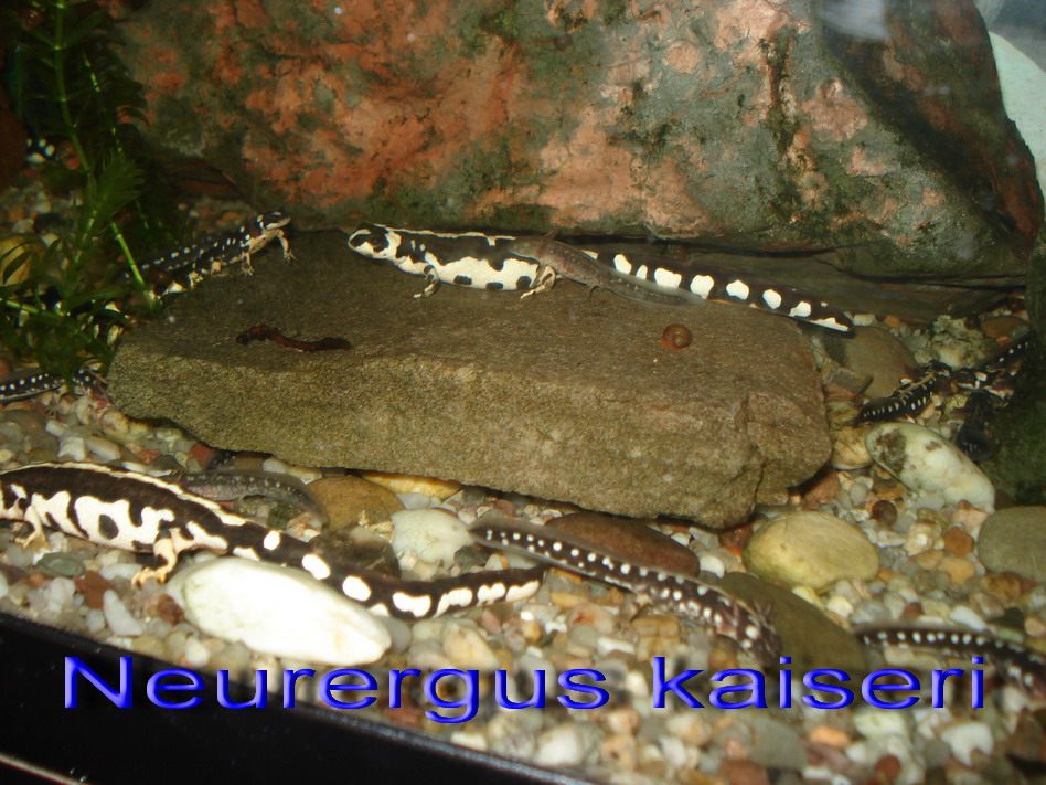 Neurergus kaiseri family