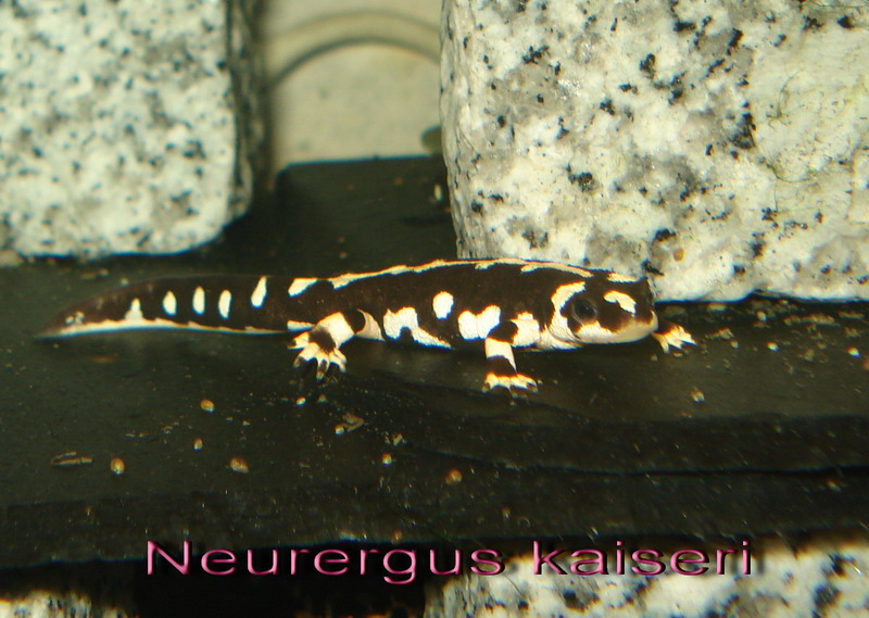 Neurergus kaiseri one year old