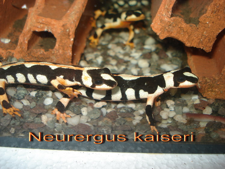 Neurergus kaiseri one year old