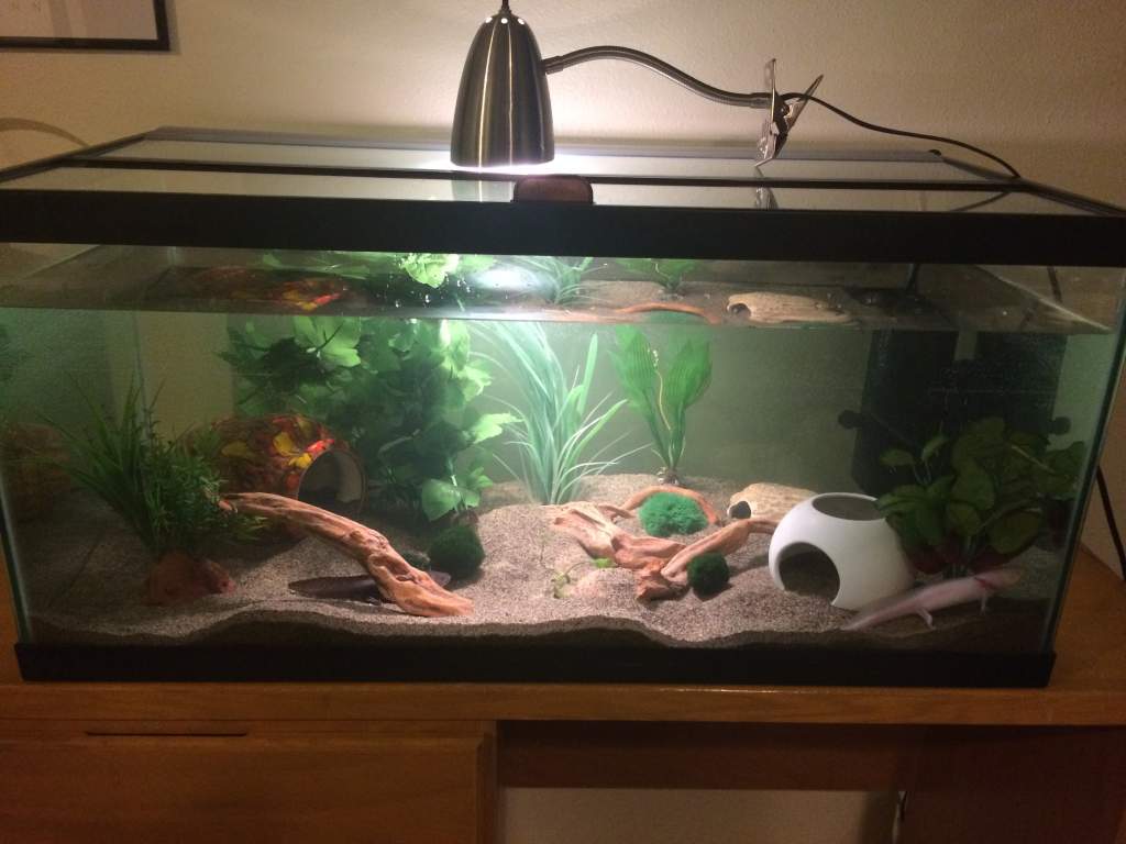 new 40 gal long tank setup for my two girl lotls, Artemis and Dr. Piglet.  Hoping they can grow large enough here for my older axie Pepito to join the