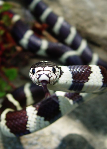 new addition is BANDIT he is a KIng snake