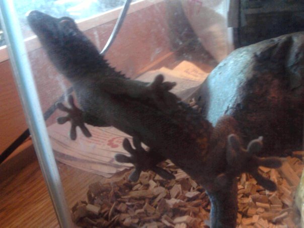 new addition is SID the Tokay Gheko (sid because h