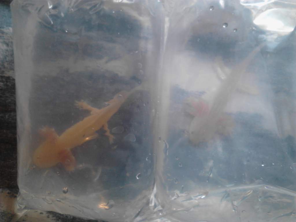 new arrivals, Leucistic and Golden