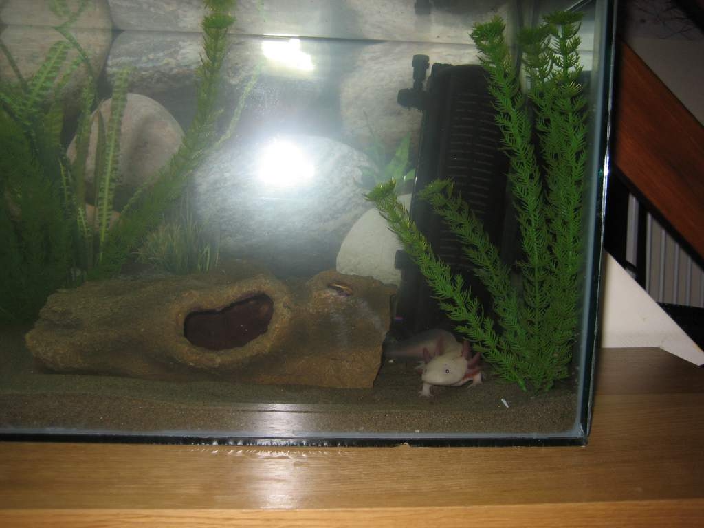 new axie tank 034