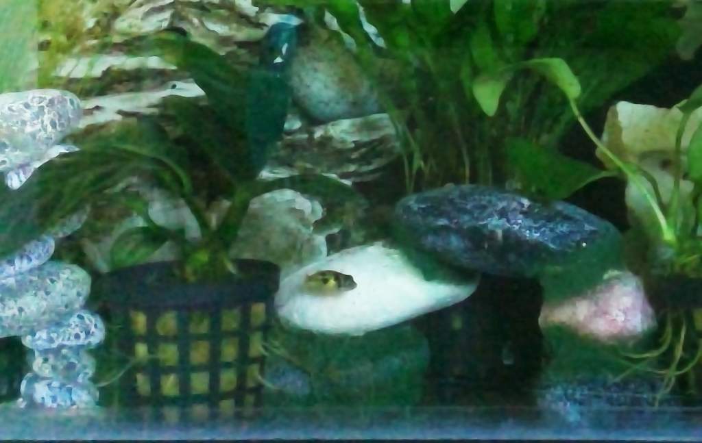 New baby dwarf puffers, re-homed from another keeper.