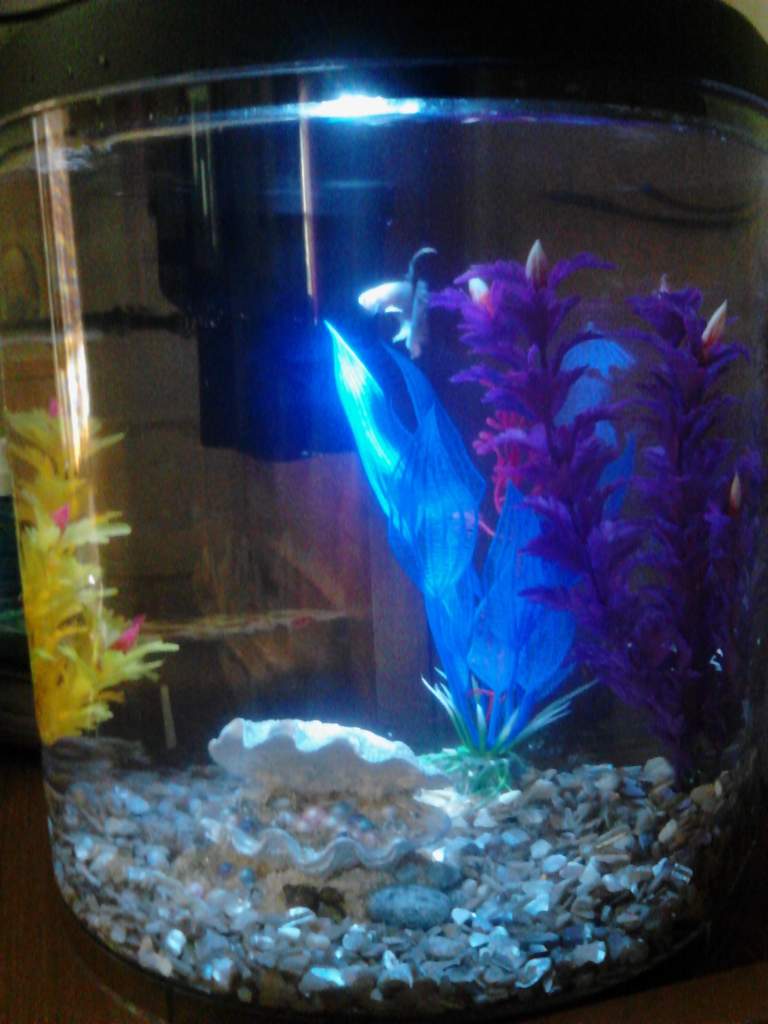 New Betta tank.... byebye pink betta that was trying to live in an axie tank....