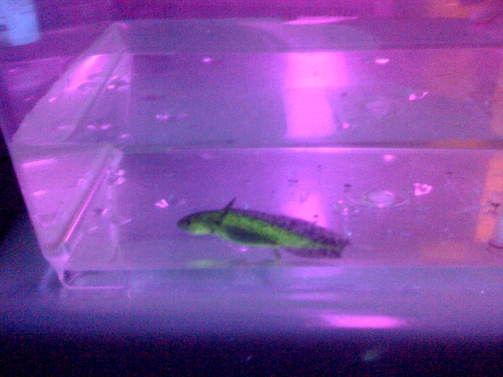 new member on the family, GFP wild type