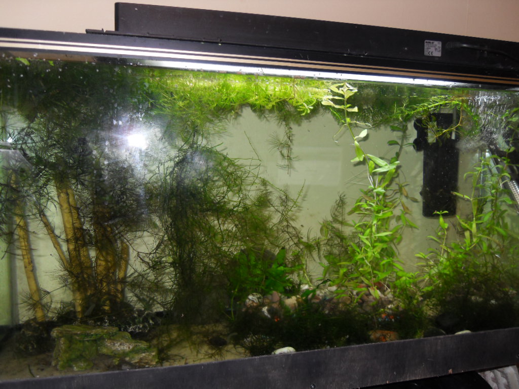 new planted endler tank 006