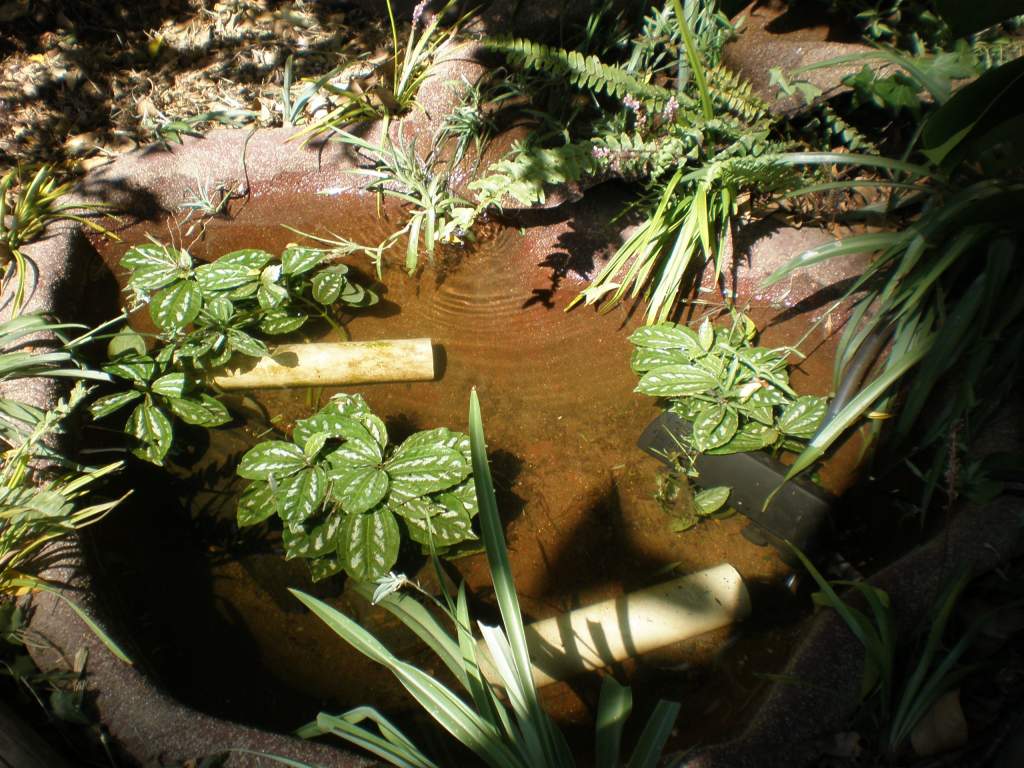 New pond set-up needs some work and a good clean out before anyone moves in