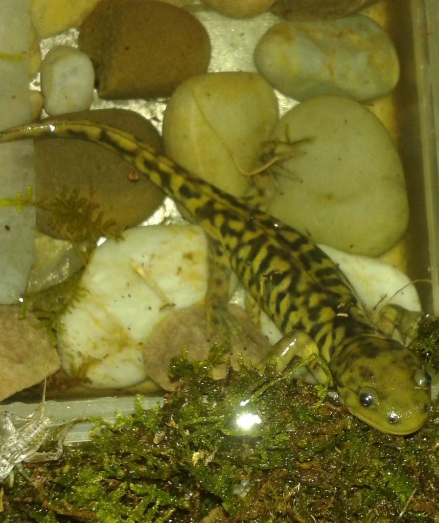 new salamander I picked up today. The poor guy was being housed in a hothouse for snakes, with no land.