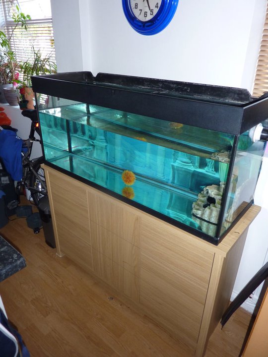 New tank for babies