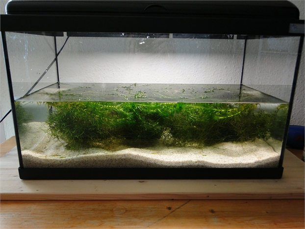 new tank Setup with Java-moos and elodea