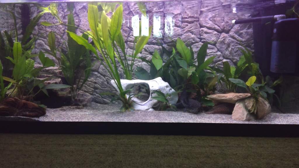 New tank with 3D background and live plants.