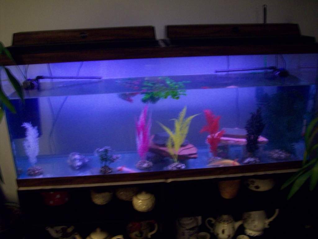 New tank