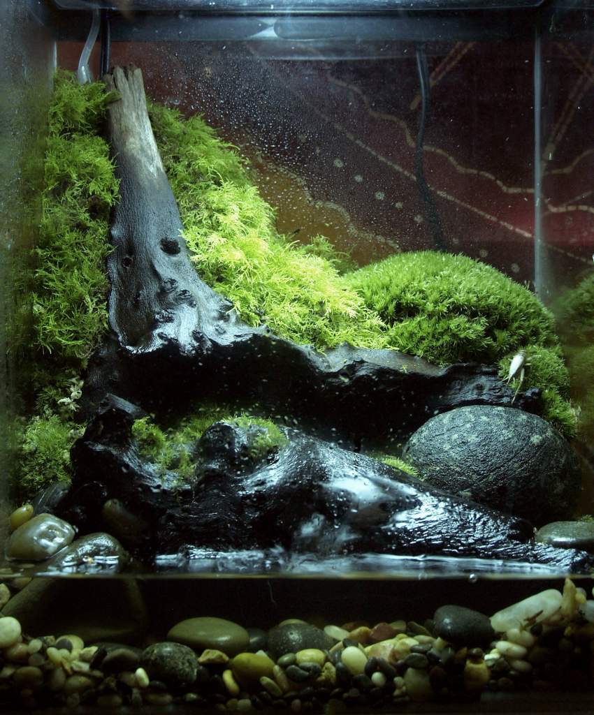 Newest vivarium... the tank measure about 13X13X18.
the only inhabitants at this point are two crickets.  eventually to house Caudates...